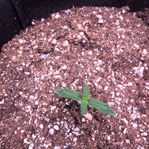 Gorilla Ghost growlog photo: Dia 12 