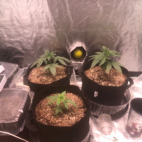 Gorilla Ghost growlog photo: Pese a tener 2 semanas de retraso por problemas de humedad en la etapa de plantula , se mira que tienen sus 20 dias de vegetativo, las estoy cuidando como si estuvieran en la tercer semaa de vegetacion