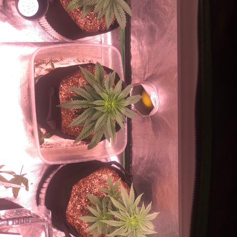 Gorilla Ghost growlog photo: La izq ya come 1 mil ppm con medio lt
La del med esta pidiendo mas comida le puse  una carga de 1800 ppm con 1 lt
La tercera igual que la primera medio lt 1 mil ppm de la linea advanced nutrients