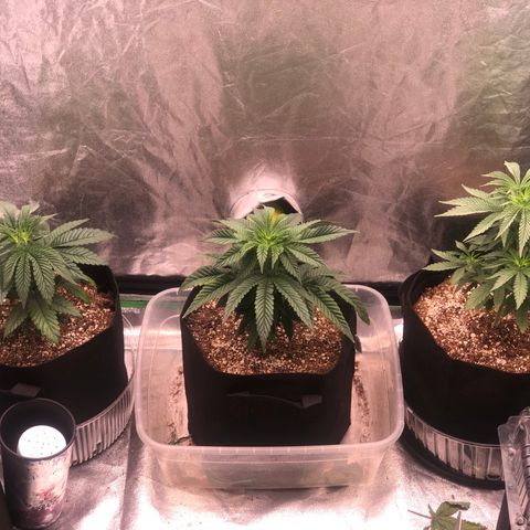 Gorilla Ghost growlog photo: La izq ya come 1 mil ppm con medio lt
La del med esta pidiendo mas comida le puse  una carga de 1800 ppm con 1 lt
La tercera igual que la primera medio lt 1 mil ppm de la linea advanced nutrients