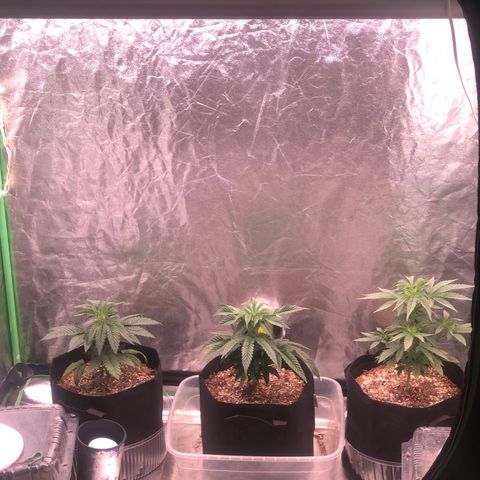 Gorilla Ghost growlog photo: La izq ya come 1 mil ppm con medio lt
La del med esta pidiendo mas comida le puse  una carga de 1800 ppm con 1 lt
La tercera igual que la primera medio lt 1 mil ppm de la linea advanced nutrients