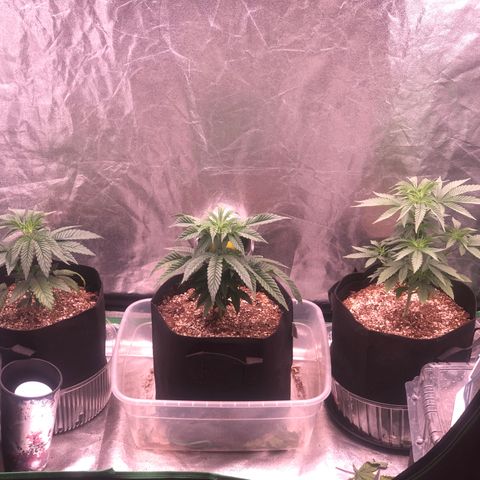 Gorilla Ghost growlog photo: La izq ya come 1 mil ppm con medio lt
La del med esta pidiendo mas comida le puse  una carga de 1800 ppm con 1 lt
La tercera igual que la primera medio lt 1 mil ppm de la linea advanced nutrients