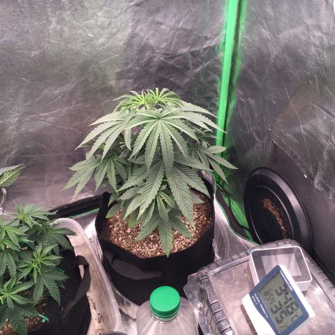 Gorilla Ghost growlog timeline photo