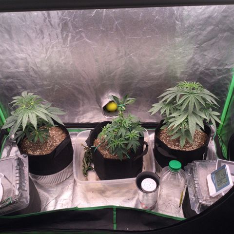 Gorilla Ghost growlog timeline photo