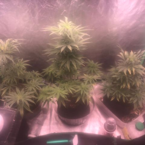 Gorilla Ghost growlog photo: Cumpliendo 2 meses de vegetacion 