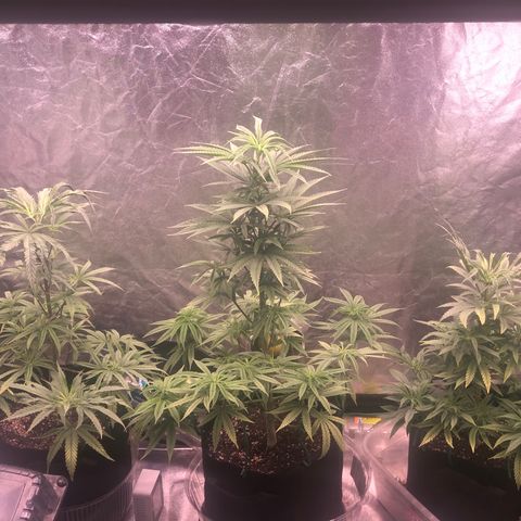 Gorilla Ghost growlog photo: Cumpliendo 2 meses de vegetacion 