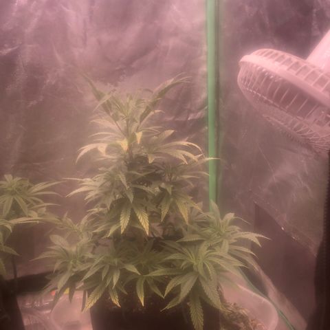 Gorilla Ghost growlog photo: Cumpliendo 2 meses de vegetacion 