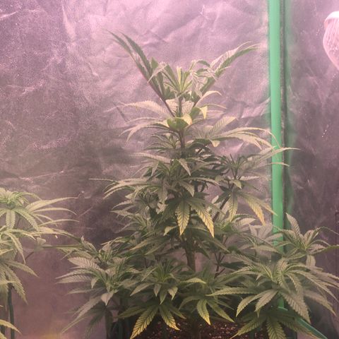 Gorilla Ghost growlog photo: Cumpliendo 2 meses de vegetacion 