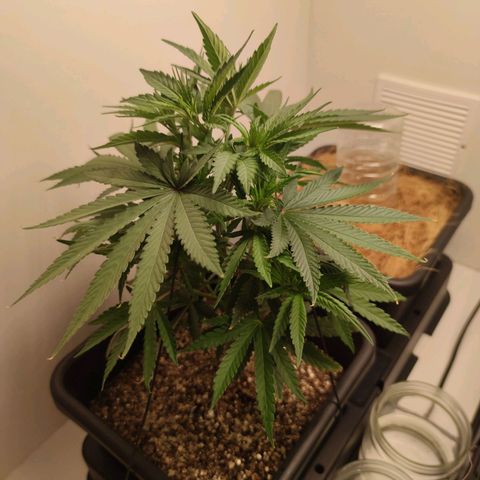 Desfran  growlog timeline photo
