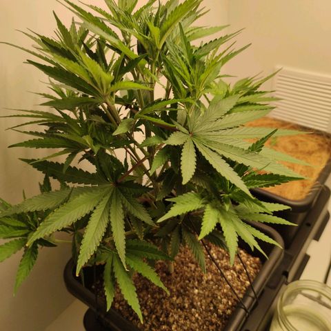 Desfran  growlog timeline photo