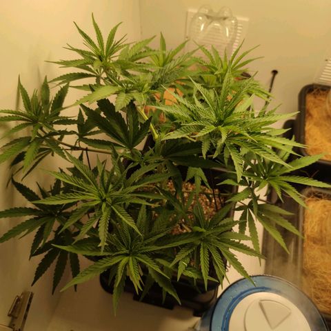 Desfran  growlog timeline photo