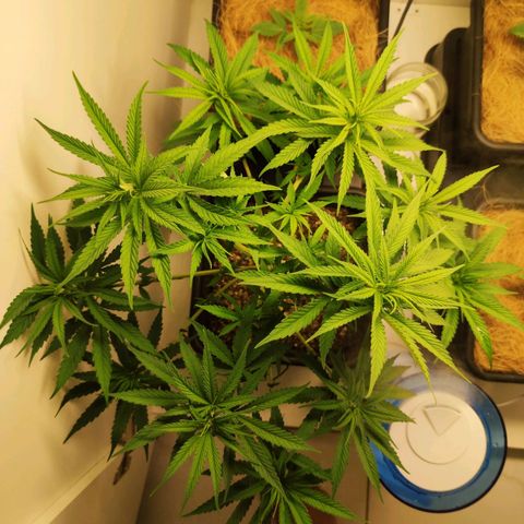 Desfran  growlog timeline photo
