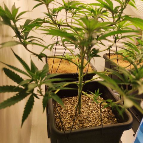 Desfran  growlog timeline photo