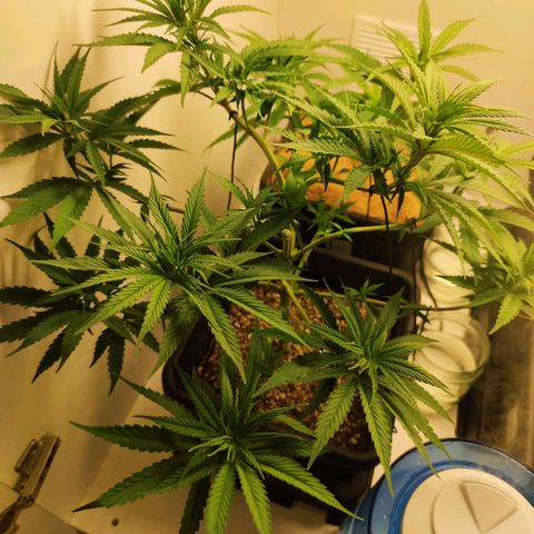 Desfran  growlog timeline photo