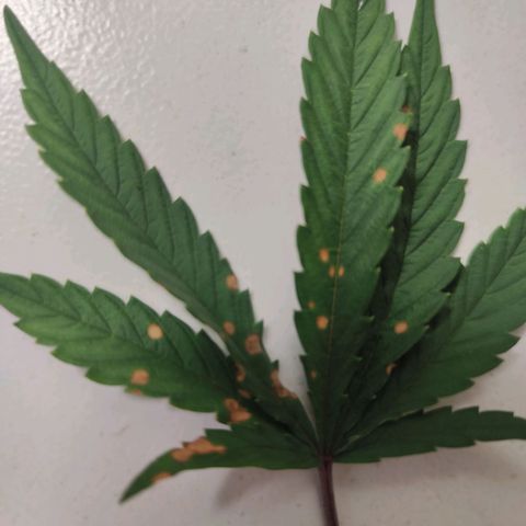 Desfran  growlog timeline photo
