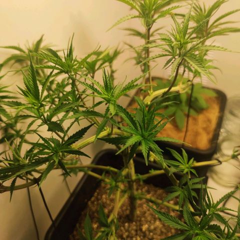 Desfran  growlog photo: Surgiram várias ramificações nos caules. Algumas folhas apresentaram manchas amareladas. 