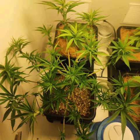 Desfran  growlog photo: Surgiram várias ramificações nos caules. Algumas folhas apresentaram manchas amareladas. 