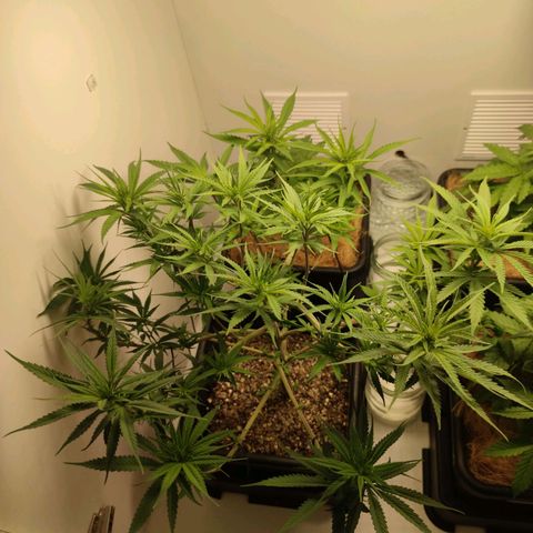 Desfran  growlog timeline photo