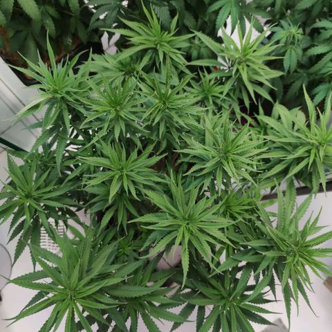 Desfran  growlog timeline photo