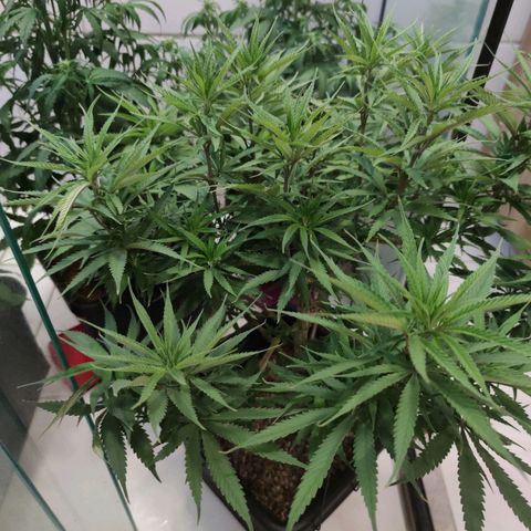 Desfran  growlog timeline photo
