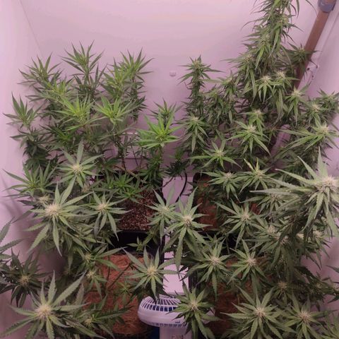 Desfran  growlog timeline photo