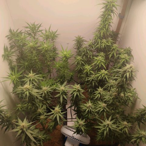 Desfran  growlog timeline photo