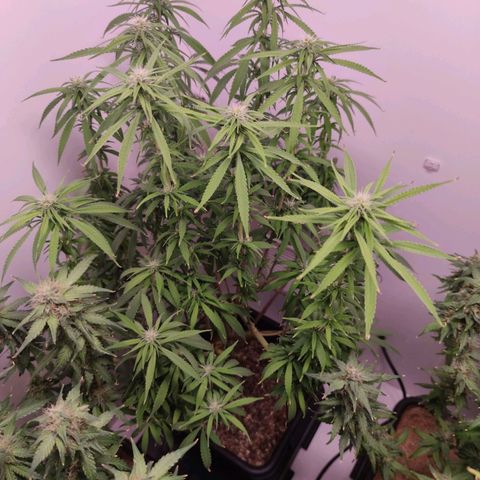 Desfran  growlog timeline photo