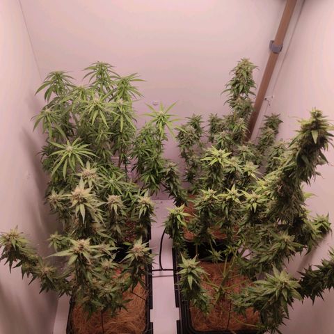 Desfran  growlog timeline photo