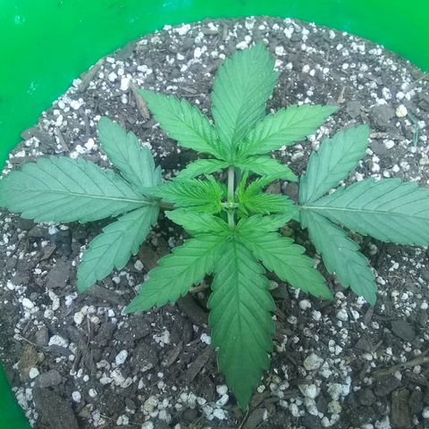 Georgia Morning Frost growlog timeline photo