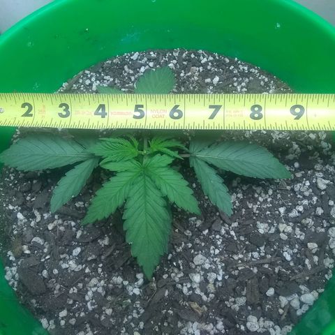 Georgia Morning Frost growlog timeline photo