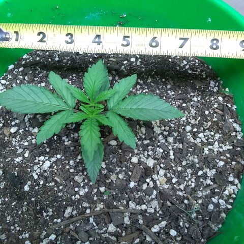 Georgia Morning Frost growlog timeline photo