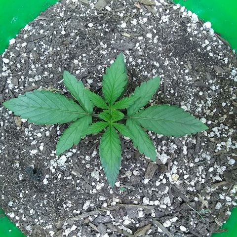 Georgia Morning Frost growlog timeline photo