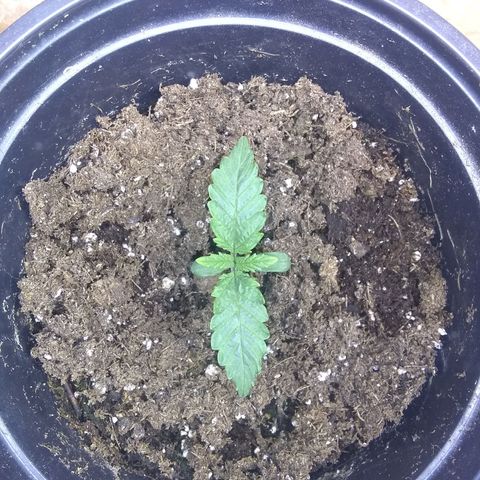 Mystery seed growlog timeline photo