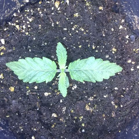 Mystery seed growlog photo: A little purple.  Maybe from cooler temps.  Hoping it's from purple genetics and it's the cross I propagated. 🤞💜