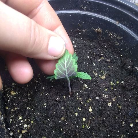 Mystery seed growlog photo: A little purple.  Maybe from cooler temps.  Hoping it's from purple genetics and it's the cross I propagated. 🤞💜