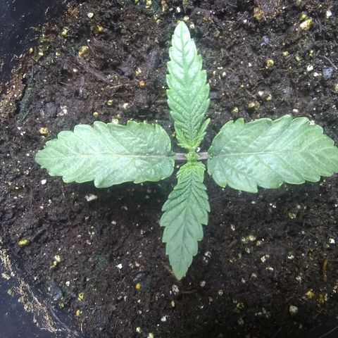 Mystery seed growlog timeline photo