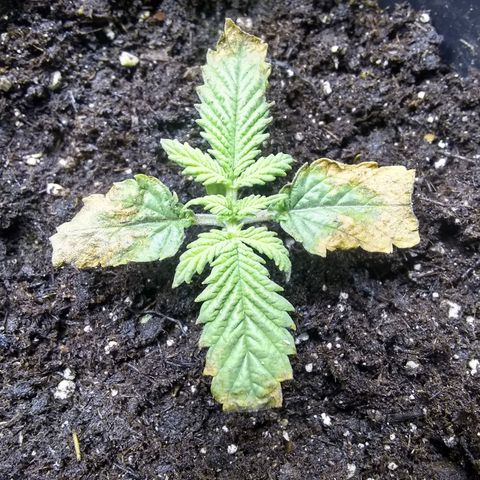 Mystery seed growlog photo: Heat damage. Darn space heater.