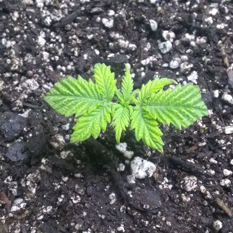Mystery seed growlog photo: Trimmed damage