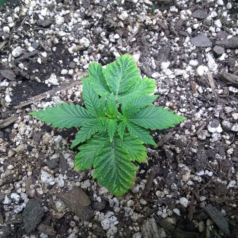 Mystery seed growlog photo: Loving the new soil and light!