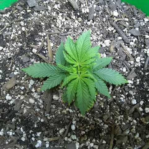 Mystery seed growlog timeline photo
