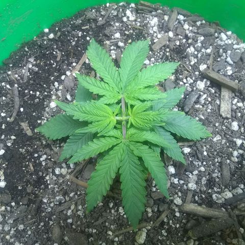 Mystery seed growlog timeline photo