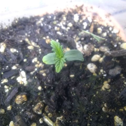 Thin Mint Tangie growlog timeline photo