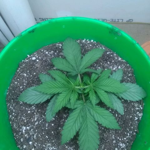 Georgia Morning Frost growlog timeline photo