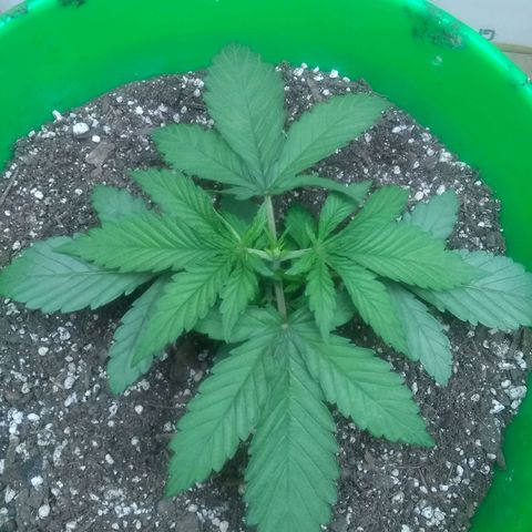 Georgia Morning Frost growlog timeline photo