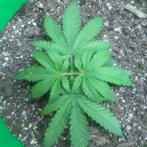 Mystery seed growlog timeline photo