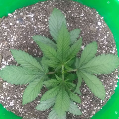 Georgia Morning Frost growlog timeline photo