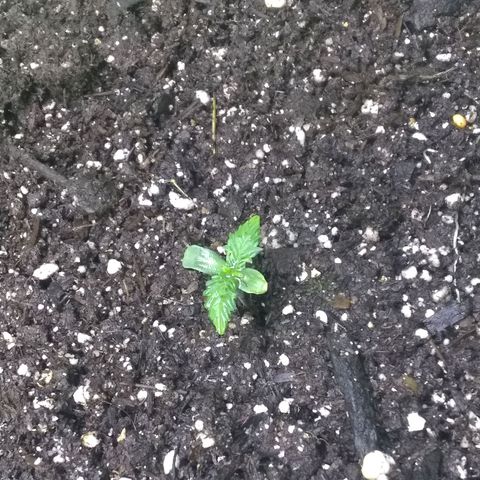 Thin Mint Tangie growlog timeline photo