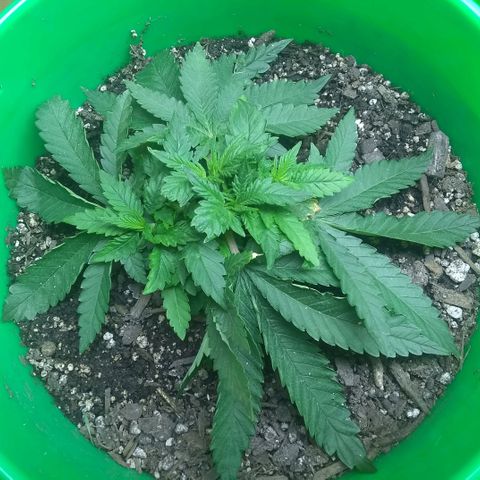 Mystery seed growlog photo: Tucked