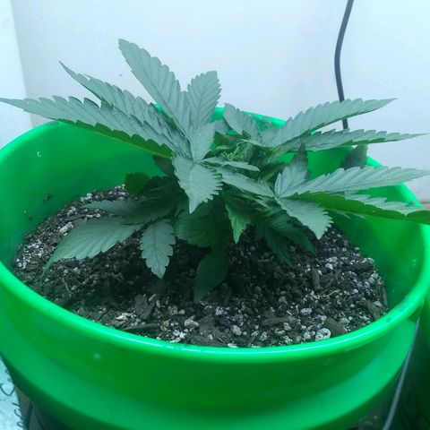 Georgia Morning Frost growlog photo: All tucked down