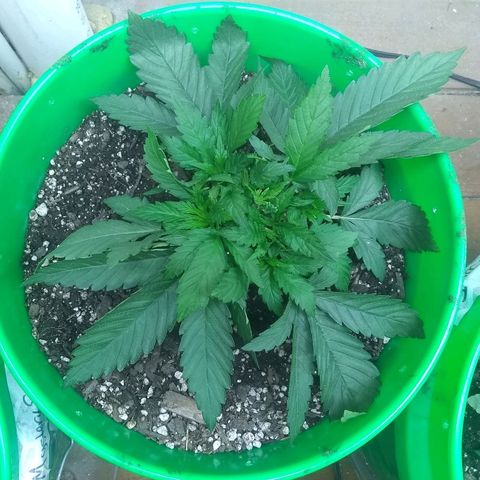 Georgia Morning Frost growlog photo: All tucked down
